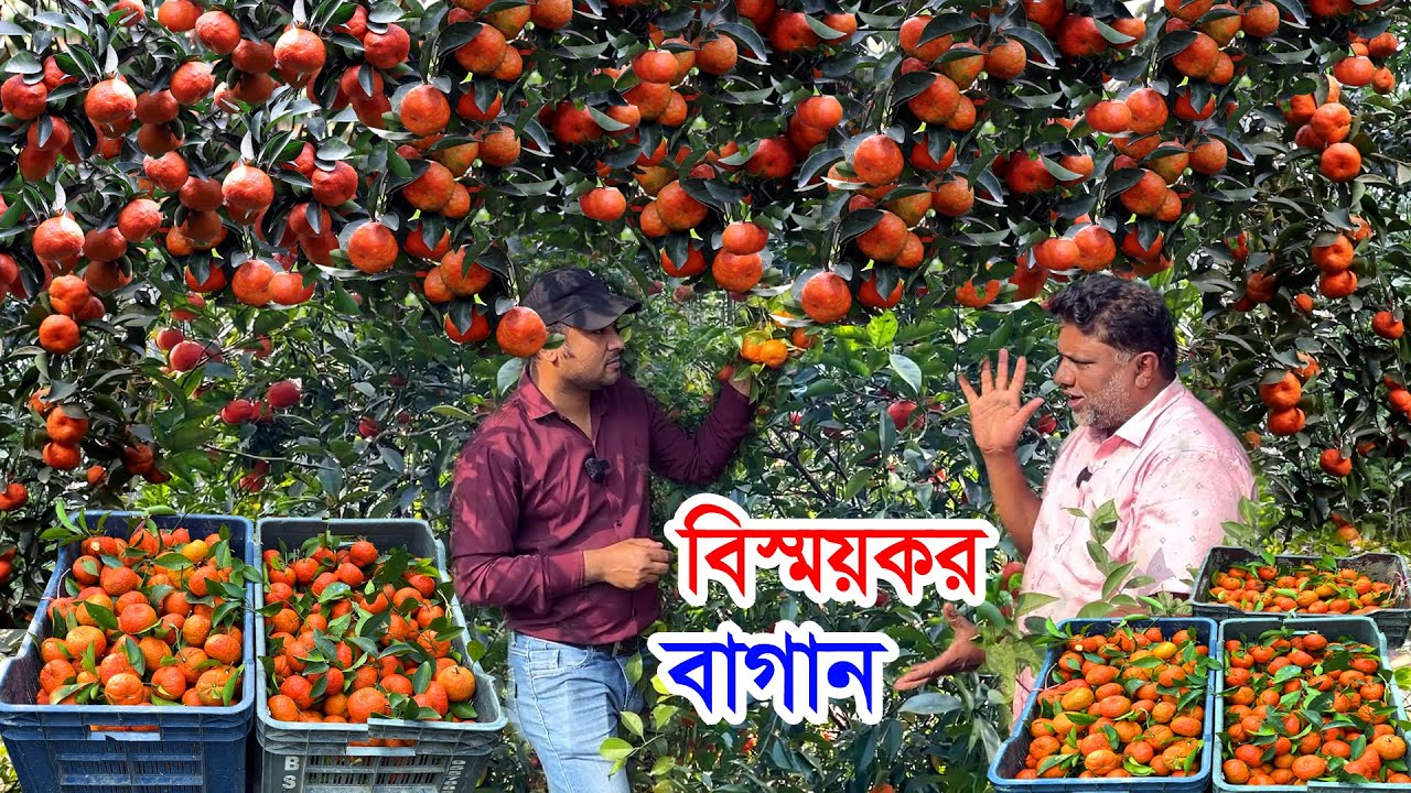 প্রত্যেকটা গাছে ফল ঝুলছে বাগানে | চাইনিজ মিষ্টি কমলা বিশাল বড় বাগান | বাগানে চাইনিজ মিষ্টি কমলা চাষ
