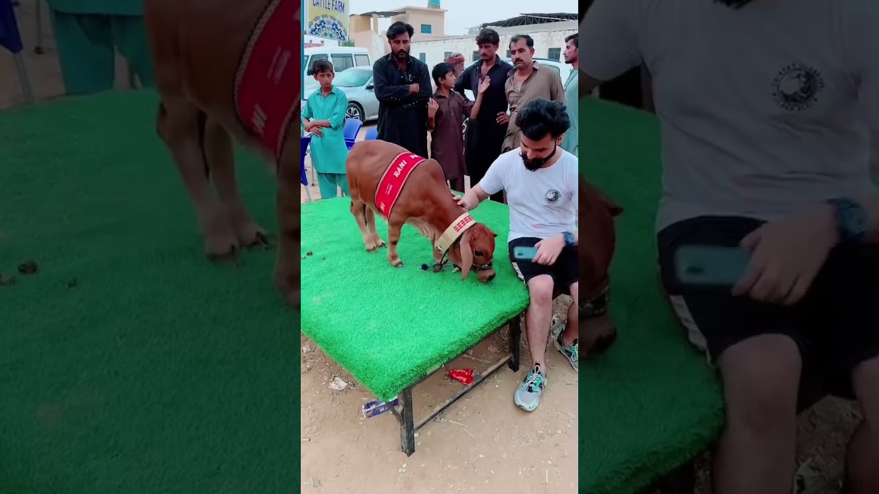World&rsquo;s smallest cow 😳 #cowbeauty #foryou #cows