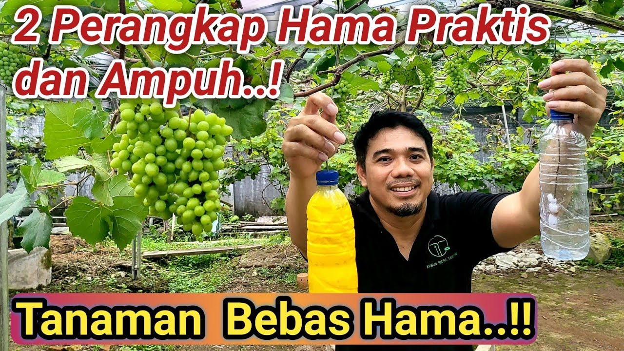 Perangkap Hama dan Serangga, Cara Mengatasi Kutu Putih, Kutu Daun dan serangga Yang Ampuh dan Aman.!