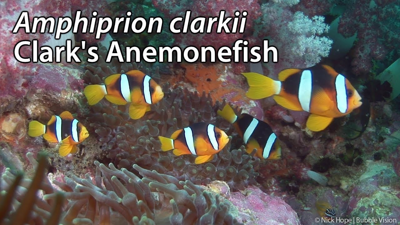 Clark's Anemonefish (Amphiprion clarkii) Stock Footage - HDV 1080-50i