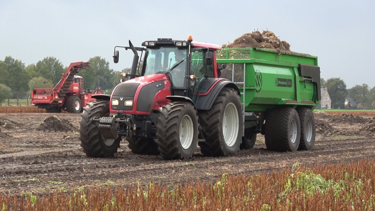 Lelies rooien met Dewulf R4000 Mega zeefbandrooier en Valtra trekkers met Miedema kippers (2018)