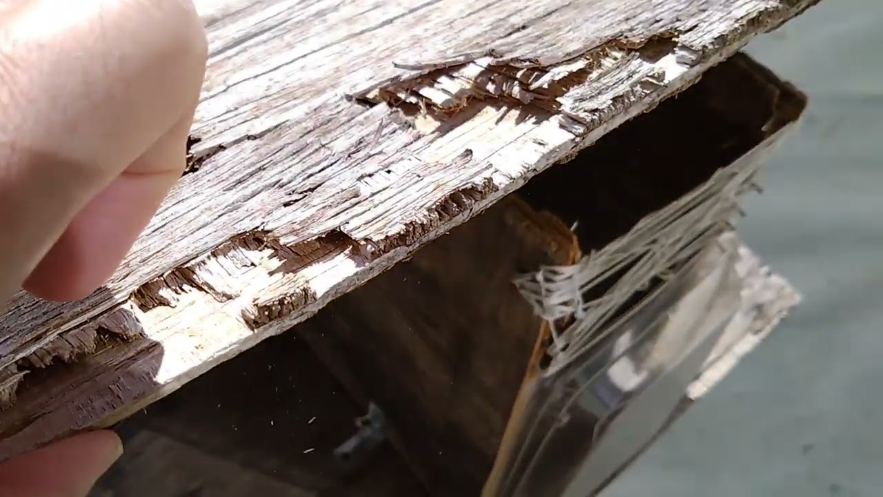 野鳥に気に入られず、未入居。その1