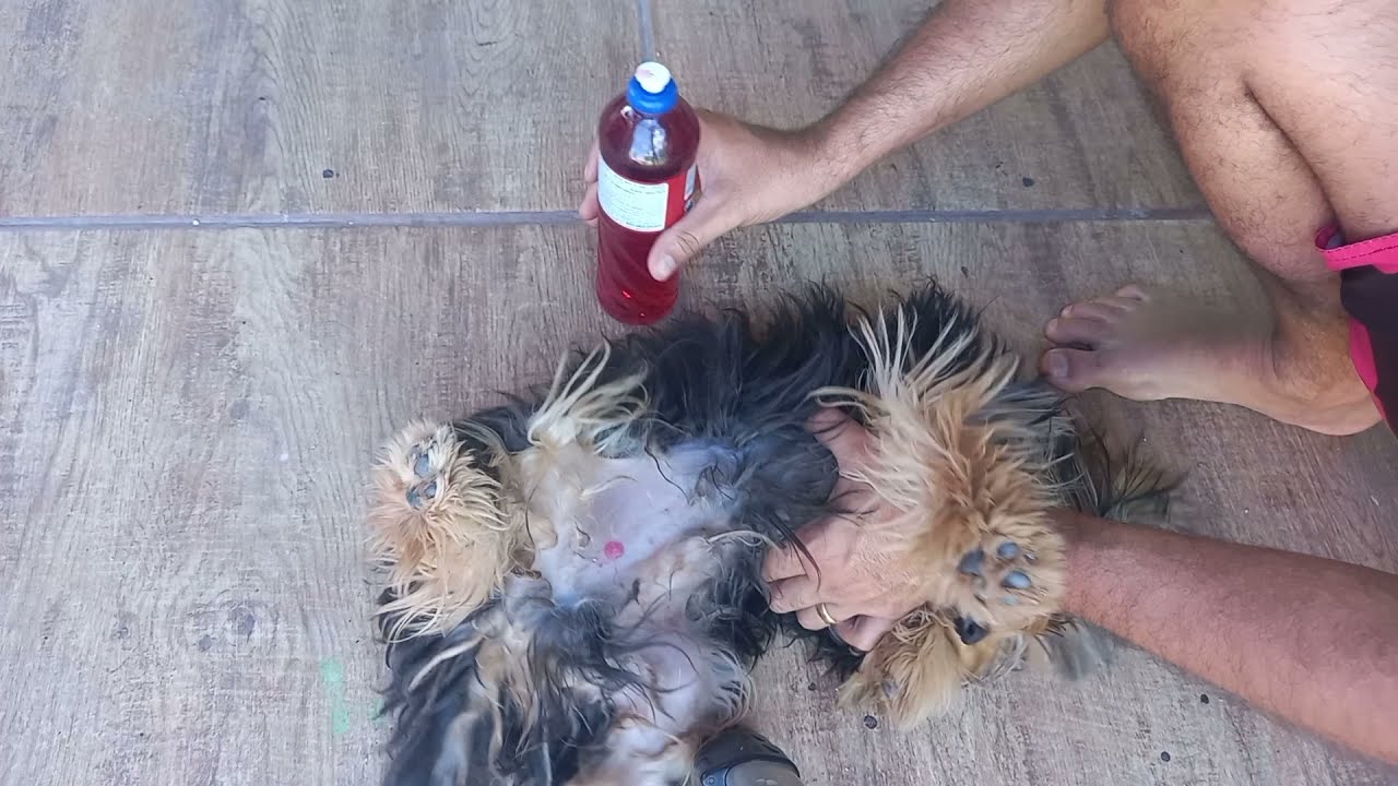como acabar com as pulgas e carrapatos so com detergente acabe de vez . melhor veneno milagroso
