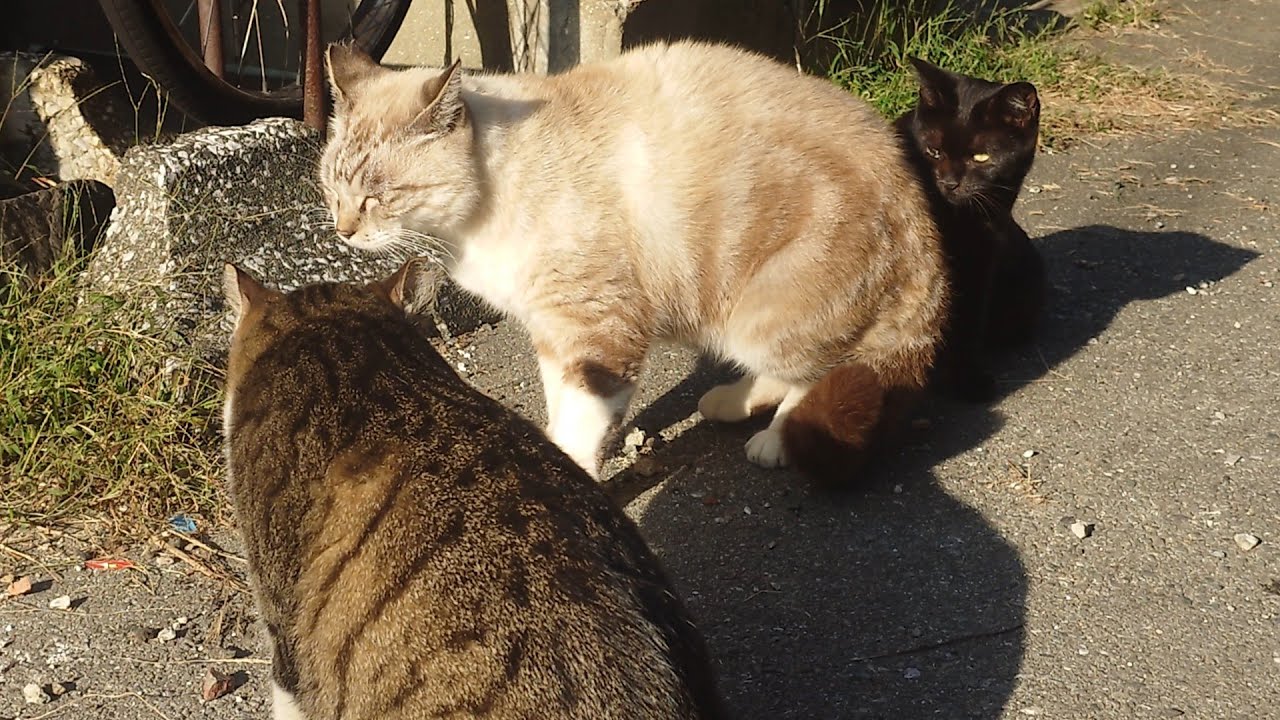 路地裏で猫同士の喧嘩中にびびって隠れて見守る黒猫が可愛いwww