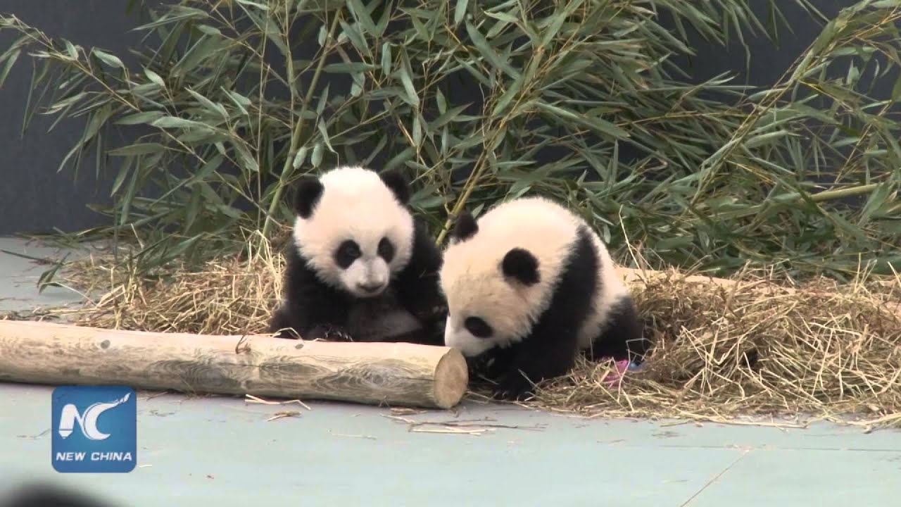 Canadian PM Justin Trudeau reveals names for panda cubs in Toronto Zoo