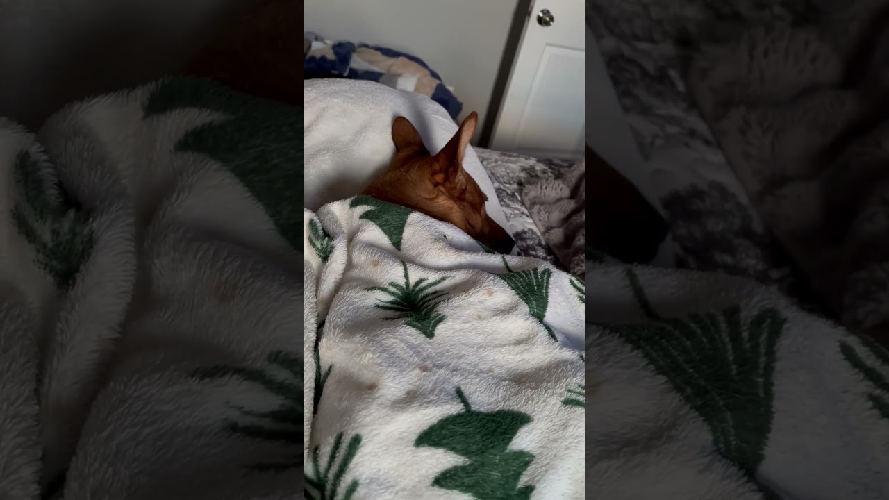no fort today, she came in, pulled the pillow down and snuggled under the blanket #dogsofyoutube