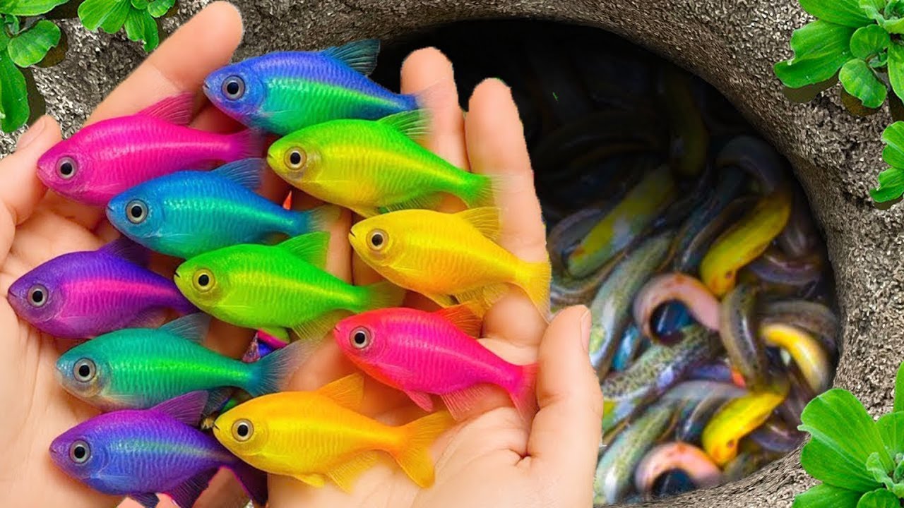 I get colorful ornamental fish in tiny pond, baby turtle, goldfish, platy fish, glass fish, eel, koi