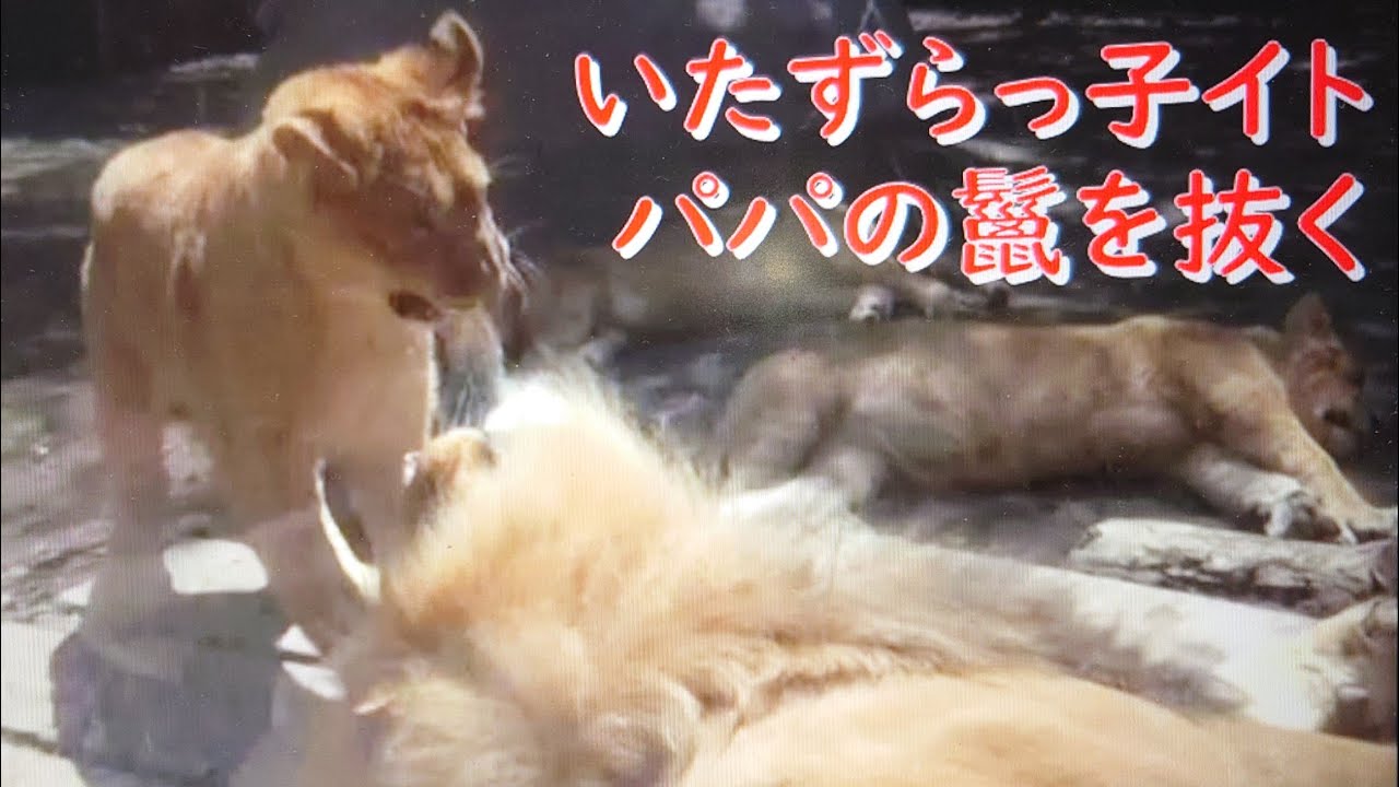 いたずらっ子は誰？😁オリトの鬣を抜いたのはレイだと思ってたらイトだった😅