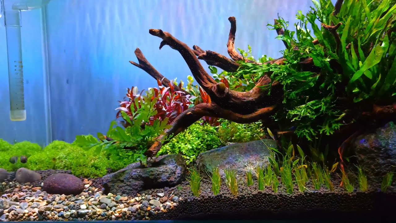 Membuat aquascape tema natural 60cm