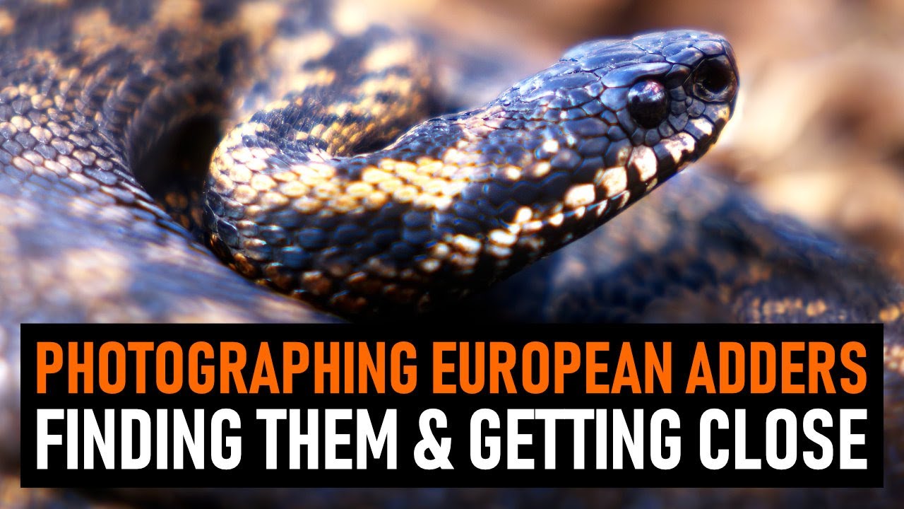 Photographing beautiful ADDERS | Wildlife Photography Vlog