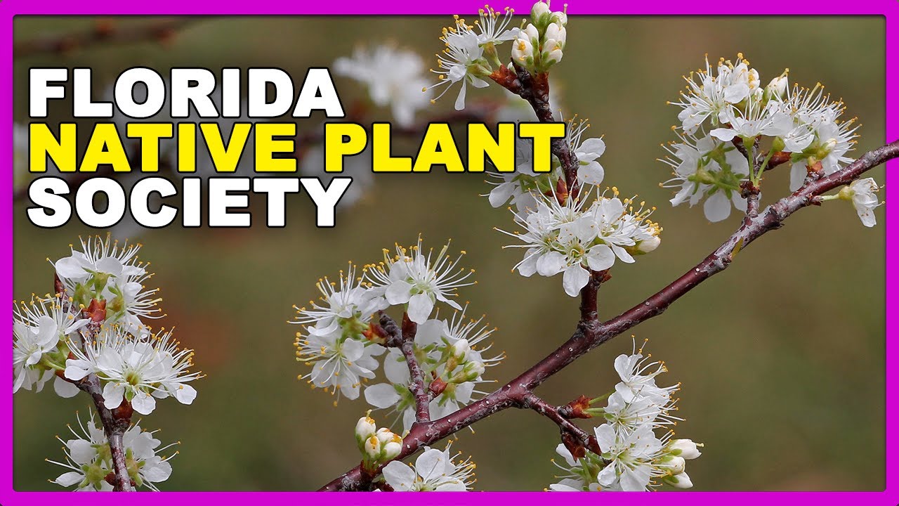 Here's Why You Should Have Native Plants in Your Yard | Emily Tells All Talk Show