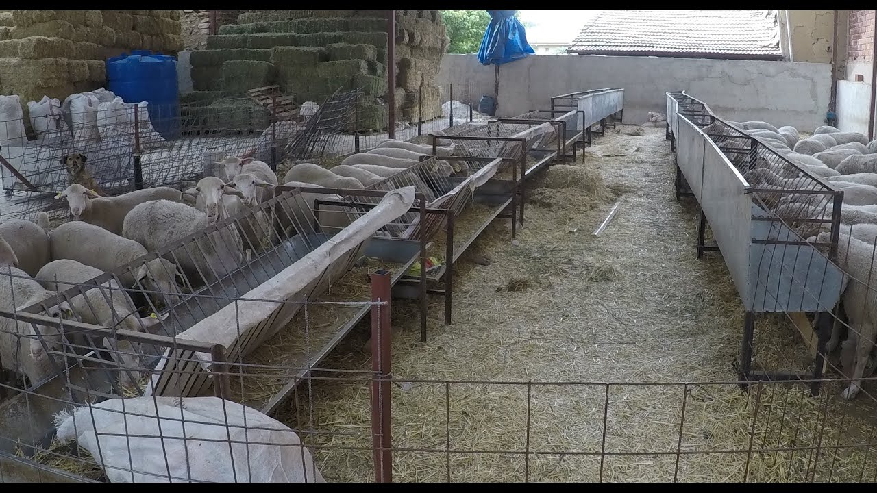 Kapalı Sistem Merinos Koyunculuk ,Sistemi Kurduk Koyunlar 3 Aylık gebeler,Damızlık,Kuzular Yetişiyor