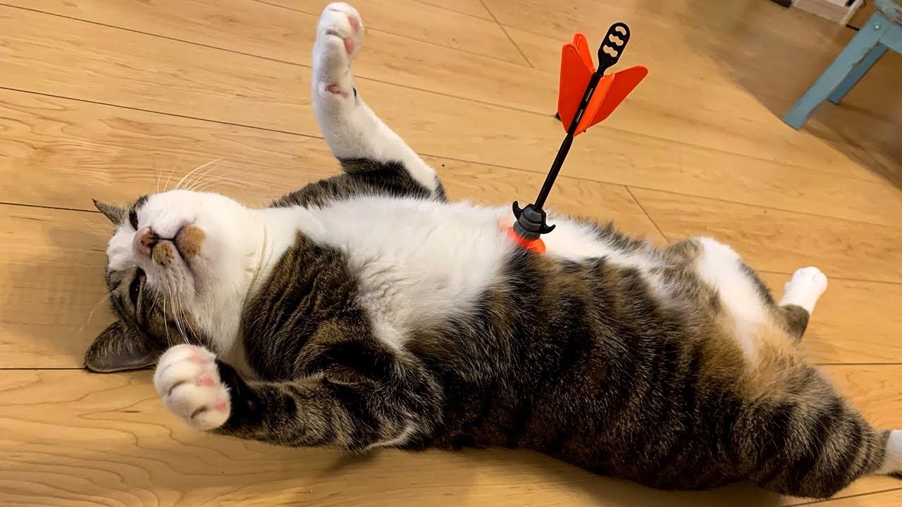 ANIMALES EXAGERADAMENTE DRAMÁTICOS QUE TE HARÁN SONREÍR