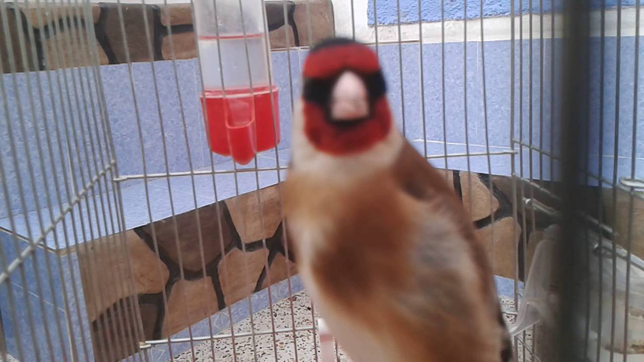 تغريد الحسون شرق الجزائري lamondolin 2016