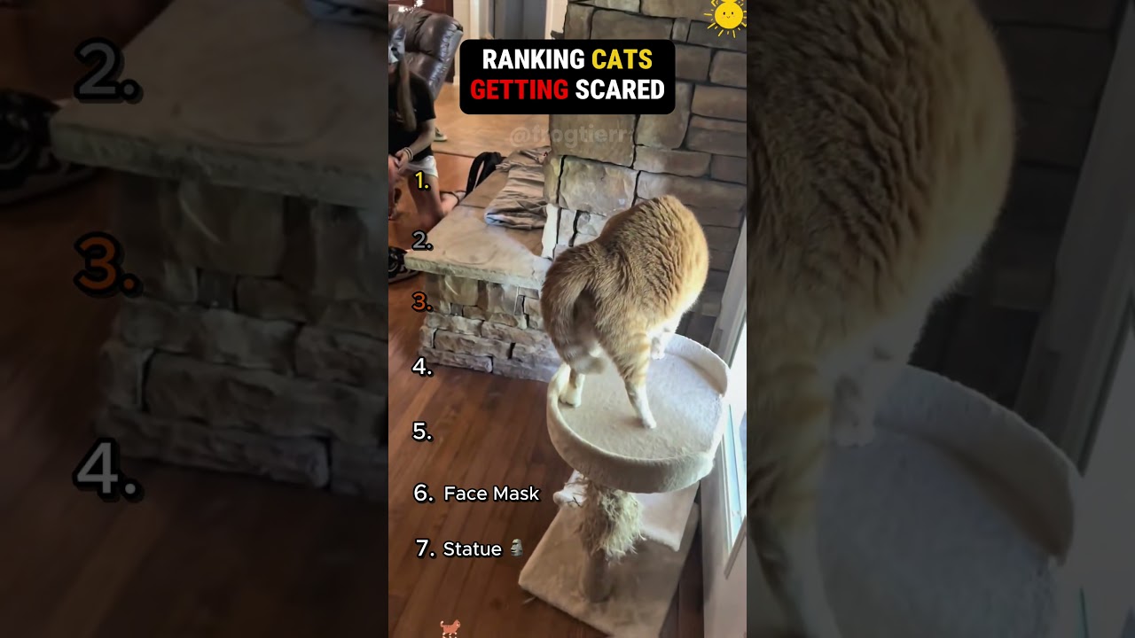 Ranking cats getting scared #ranking #funny #cat #funnycats #pets #funnyanimals #shorts