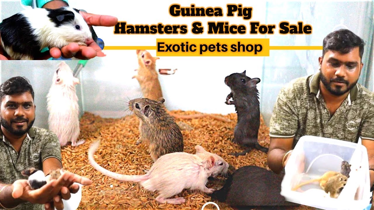 200 ரூபாய் முதல் / best place for Hamster and Guinea pig 🐹🐹