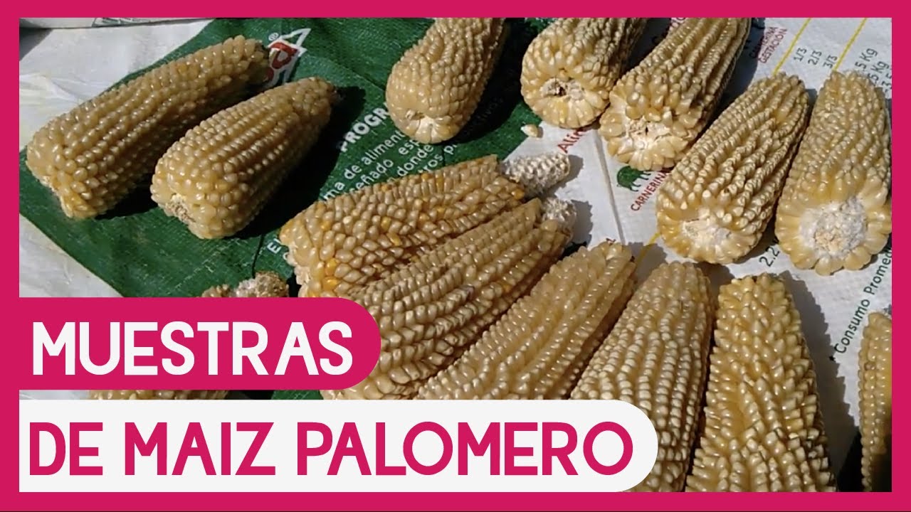Clasificación de muestras de Maíz Palomero Toluqueño