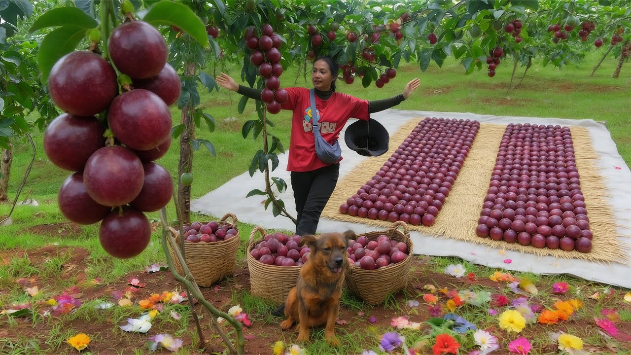 Harvest Passion Fruit – Sell At The Market – Make Passion Fruit Concentrate – Replant Corn