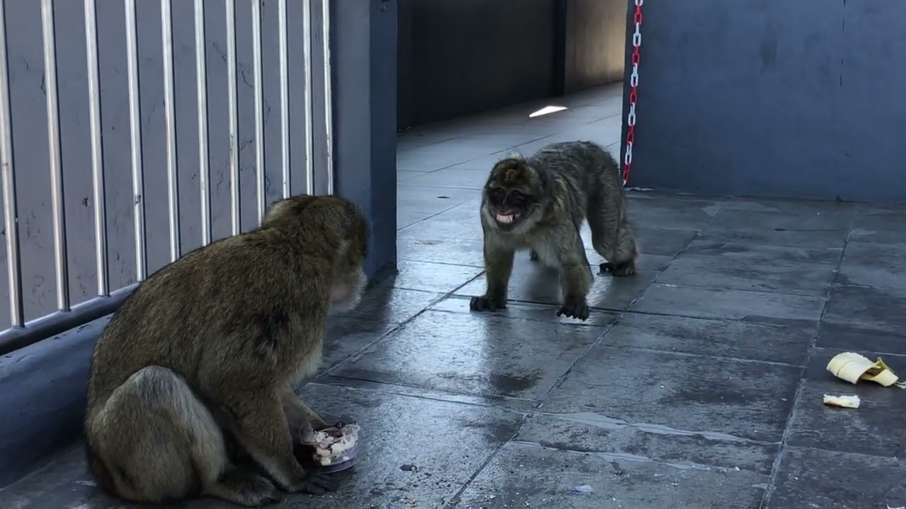 Gibraltar- lanovkou k opicím 8.3.2020