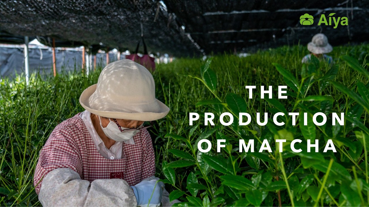 Matcha Production: From Leaf to Powder