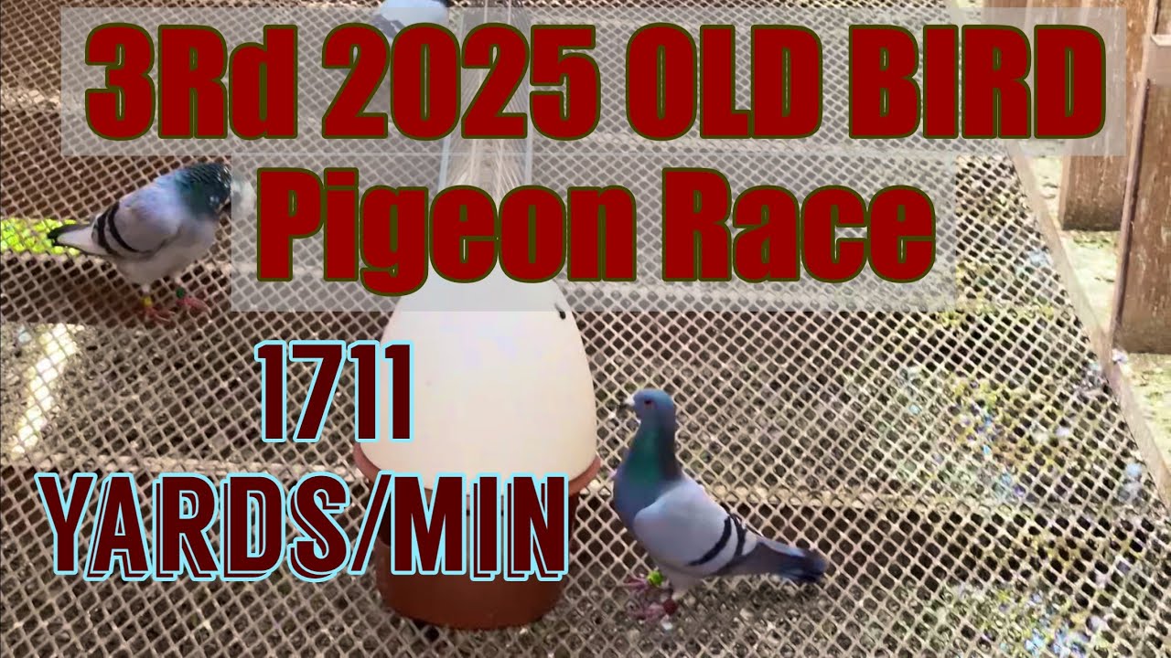 3Rd 2025 old bird Pigeon Race ***SUPERSONIC PIGEON***