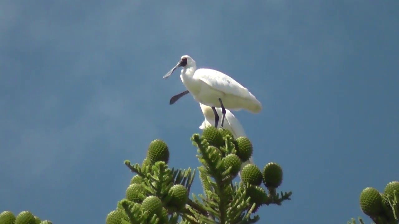 Some birds of New Zealand