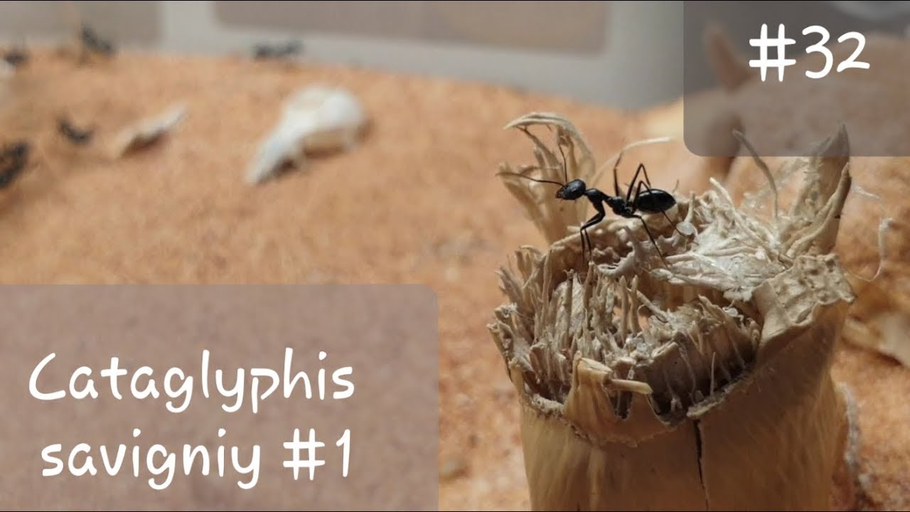 Cataglyphis savigniy // прямо с экватора !