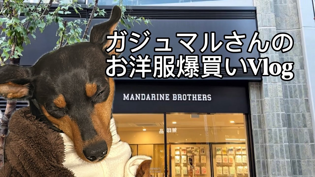 【お買い物】MANDARINE BROTHERSでガジュマルのお洋服を買ってきました🤎🩶#ミニチュアピンシャー #ミニピン #MANDARINEBROTHERS #犬のいる生活 #お買い物 