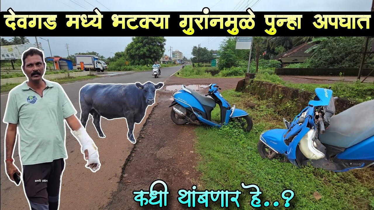 मोकाट सोडलेल्या गुरांनमुळे देवगड मध्ये पुन्हा अपघात 😳 हे थांबायला हव..