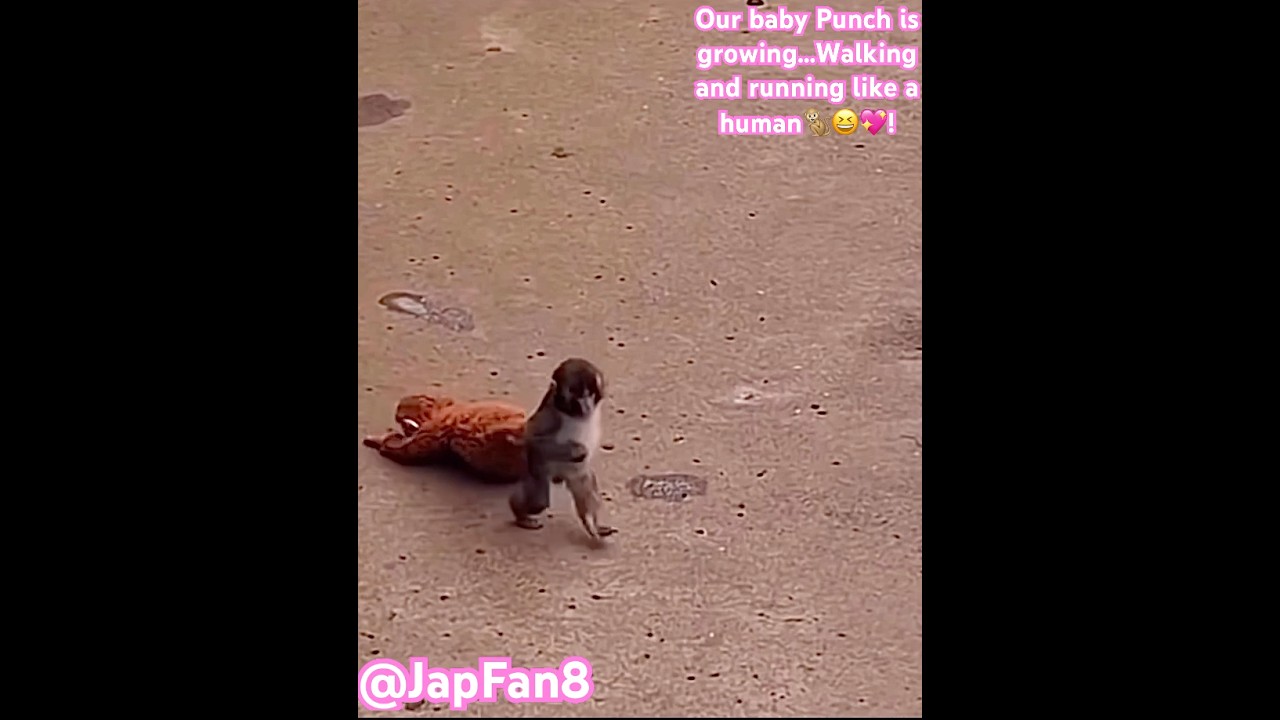 Glow Up! Baby Punch From Baby to Walking & Dancing 🥺🐒 👉 Subscribe to support Baby Punch 🐒❤️