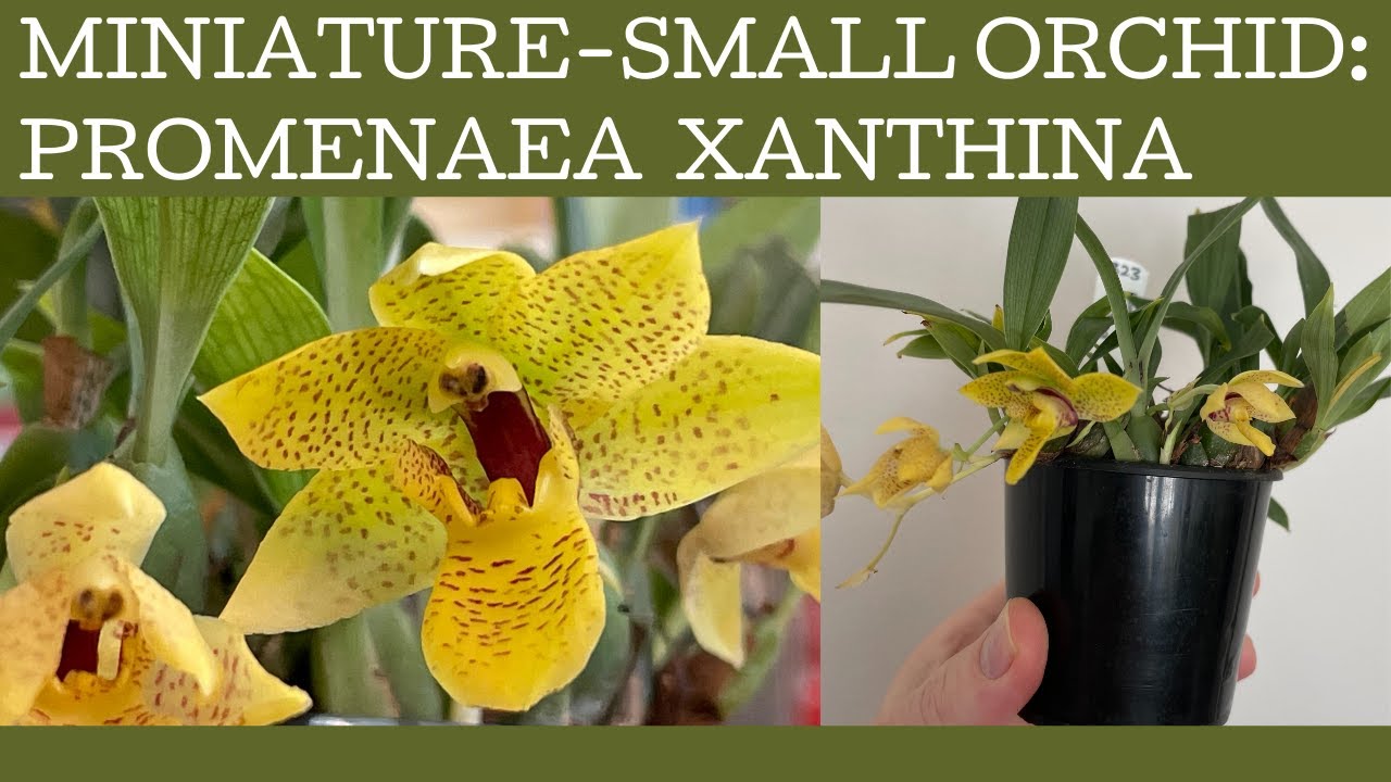 The miniature-small orchid Promanea xanthina: a fabulous cold to warm grower that is now mine!