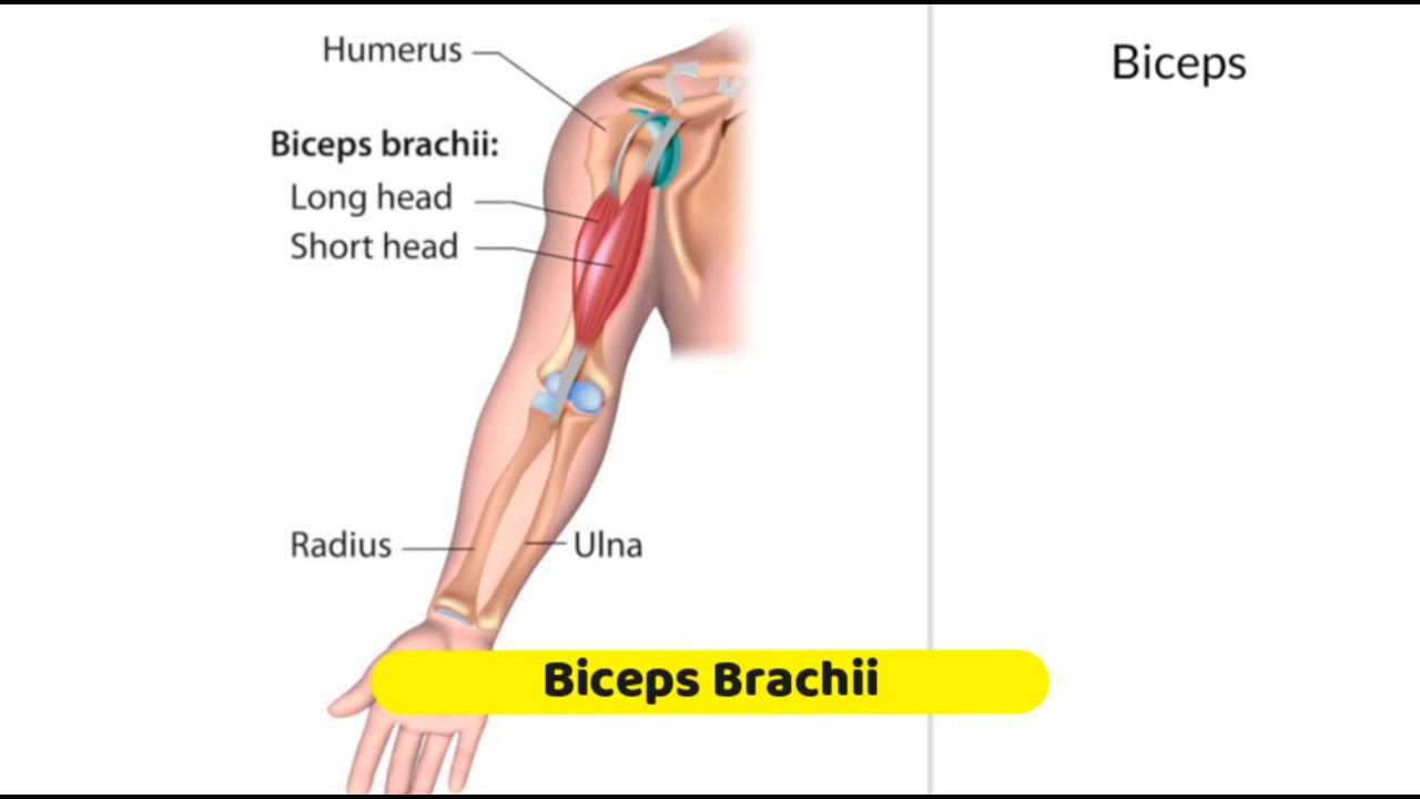 Bicep Muscles - Trigger Point Anatomy