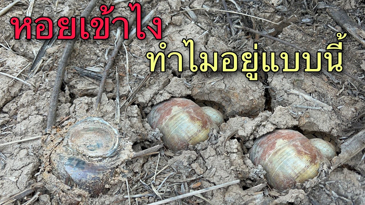ป๊าดหาหอยเข้าไงวันนี้หมานหอยเชอรี่มีแต่หน่วยใหญ่ๆ ขอบคุณของฝากจากFCครับ