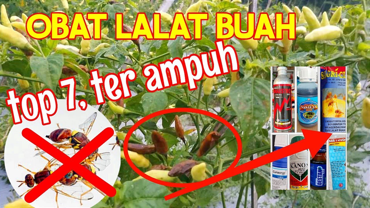 7 OBAT LALAT BUAH TER AMPUH!! INSEKTISIDA TERGANASS
