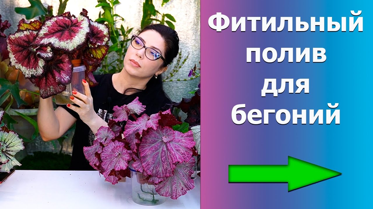 Фитильный полив для бегоний и других комнатных растений