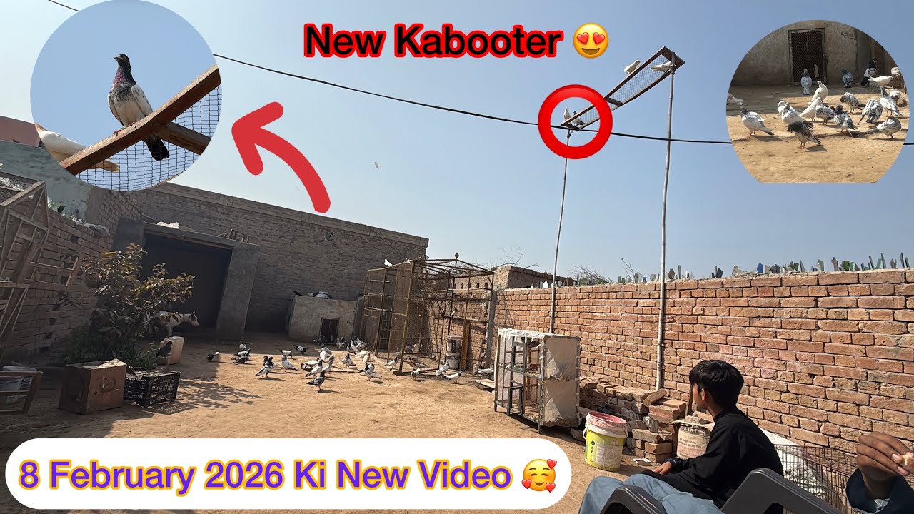 Aaj Saare Kabooter Bahir Nikale Thy 1ToAll 8 February 2026 | KHAKHI PIGEONS