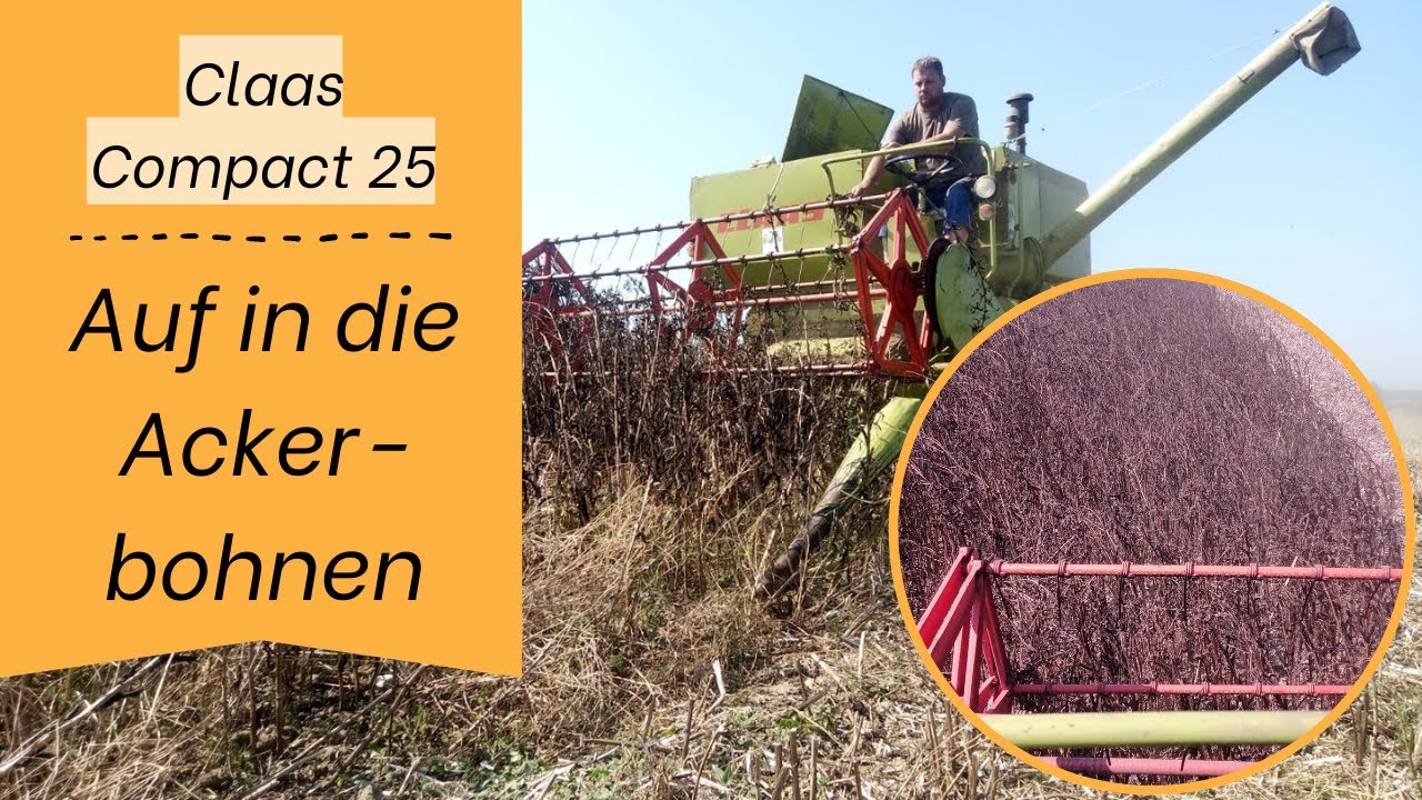 Ackerbohnen dreschen | Claas Compact 25 | wird es klappen ?