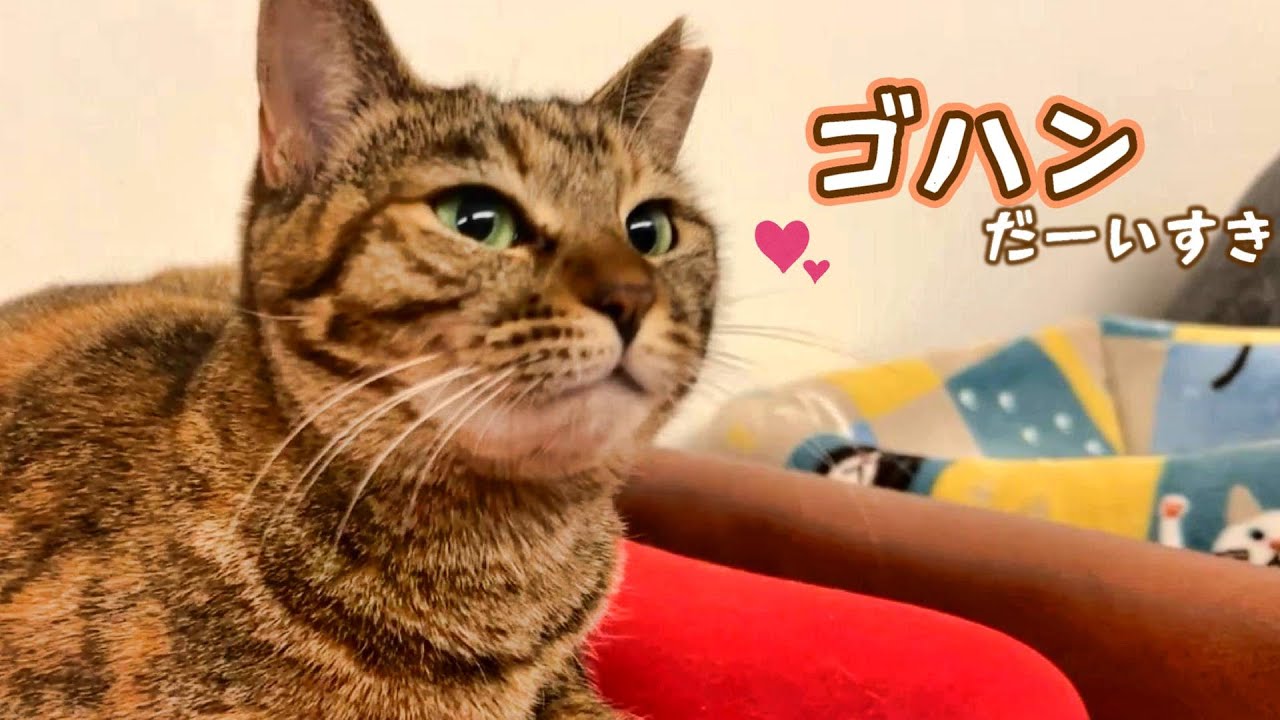 りんちゃんがご飯を横取りするわんぱく猫に育ってきました