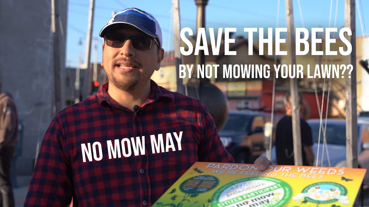 No Mow May Explained | Protecting Pollinators