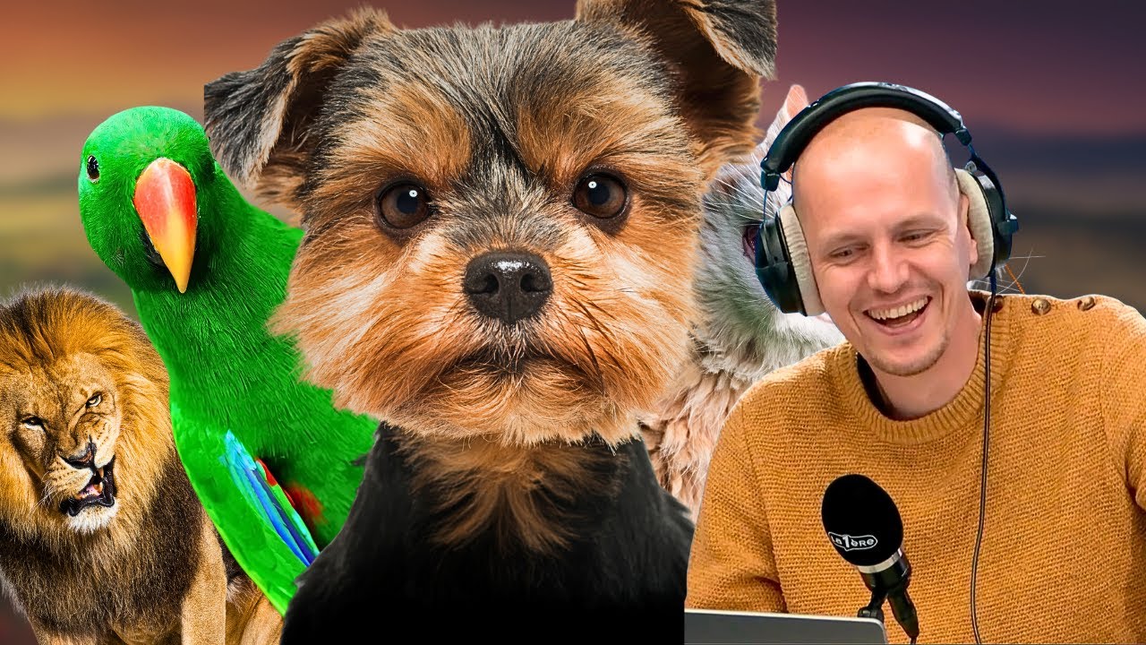 Les animaux ont-ils de la personnalité?