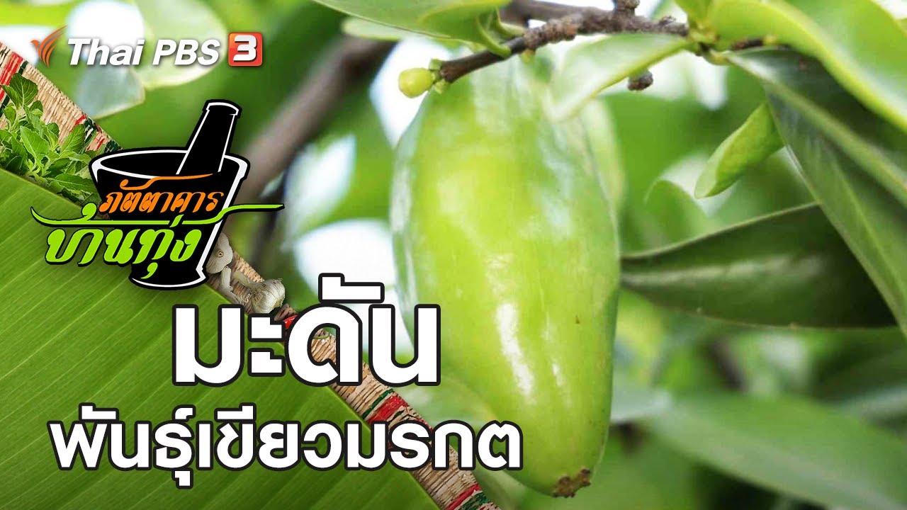 มะดันพันธุ์เขียวมรกต : ภัตตาคารบ้านทุ่ง (26 ก.ย. 63)