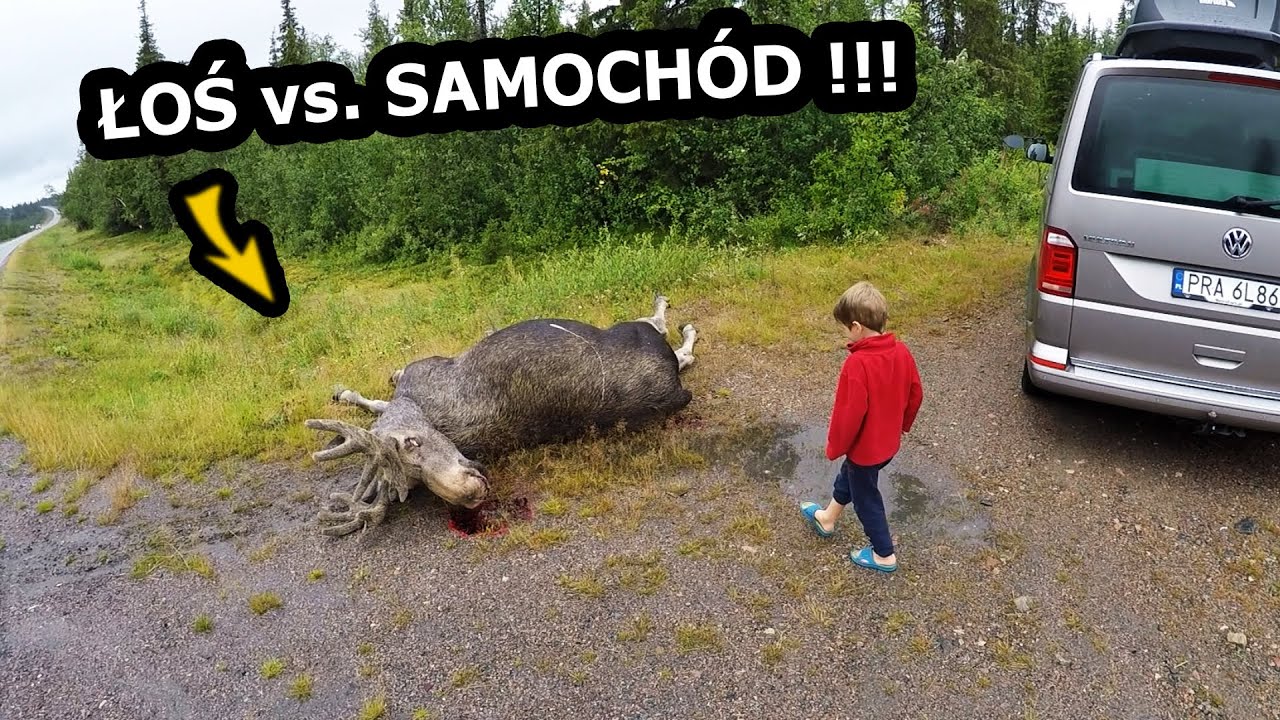 Ten Łoś Wpadł pod Samoch&oacute;d !!! - Uważajcie na drogach w Szwecji !!! * Wracamy do Polski (Vlog #594)