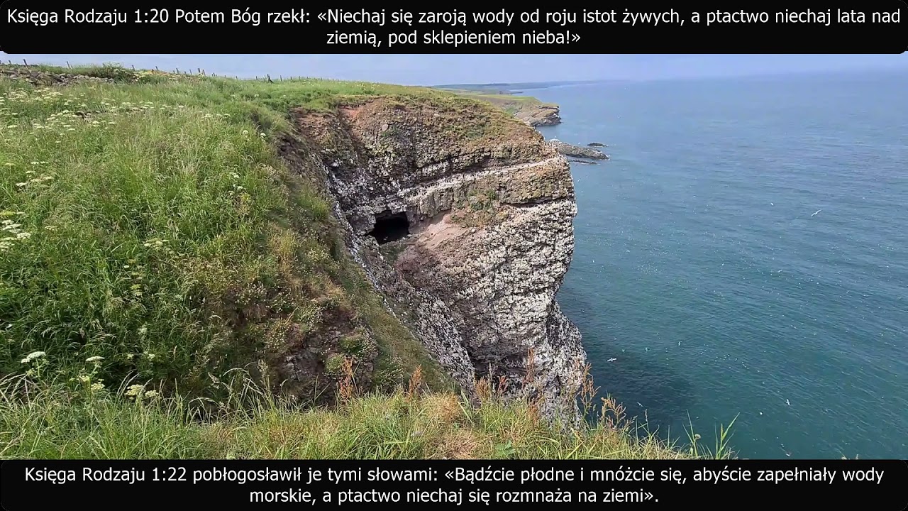 Maskonury/Puffiny i inne ptactwo powietrzne, dow&oacute;d na istnienie Boga - Pokazuję i Objaśniam!