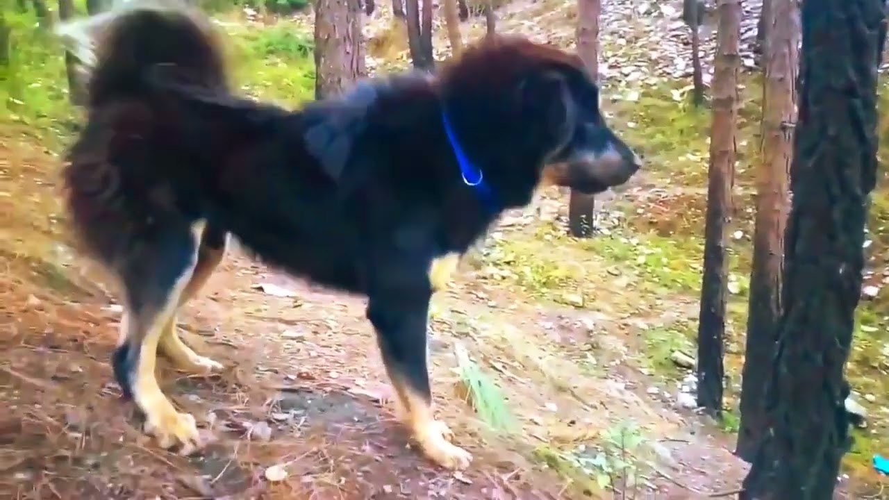 Never mess with these dogs!! 