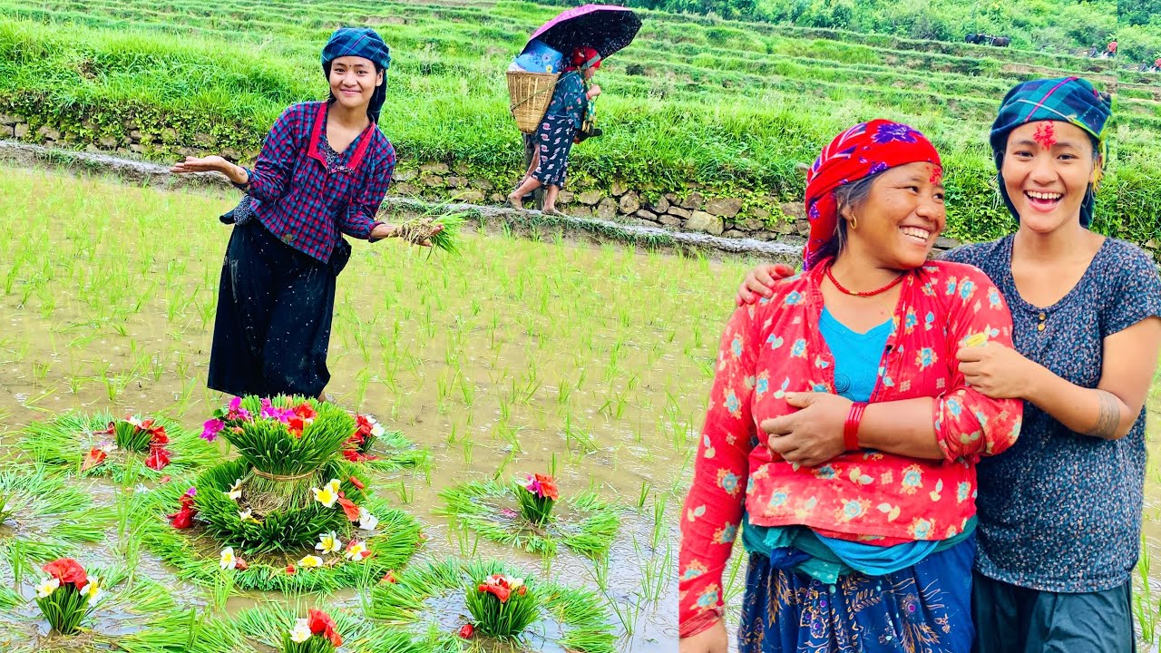Hari bijok Ramailo vayo saili Aunty ko Ropai ma Aaja guys😆😂🙏🌾#mamatathapa #AshariRopai🌾#villagevlog