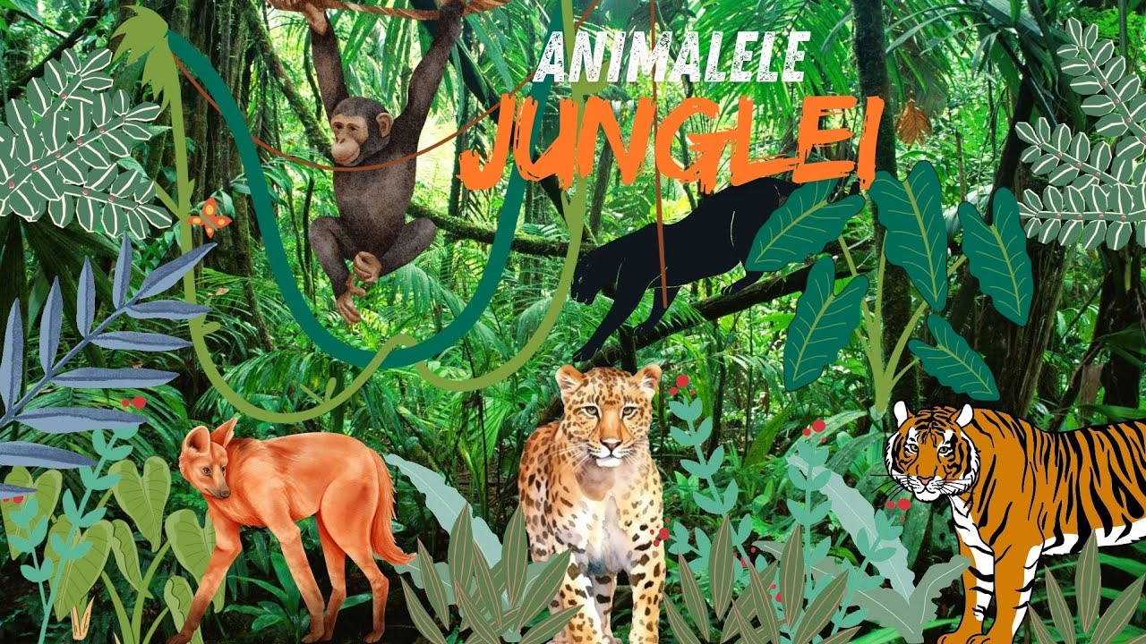 Descoperim 5 animale ale Junglei, Tigrul bengalez, Leopardul, Pantera neagră, cimpanzei, Lupu...