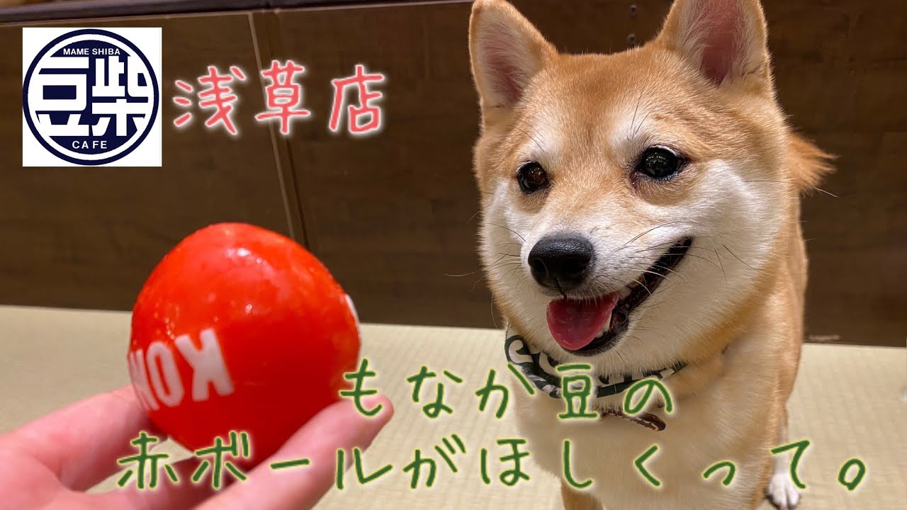 【豆柴】浅草店「もなか豆も赤ボールがほしくて」