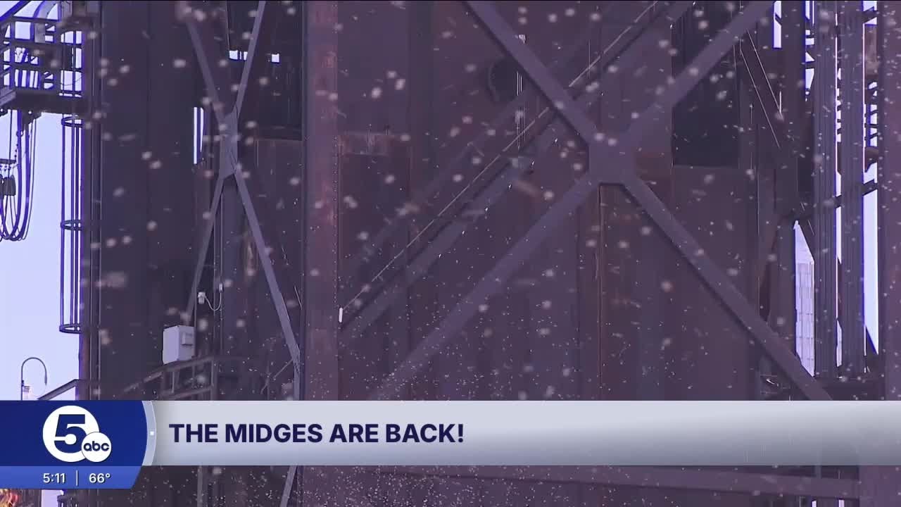 The midges are back!