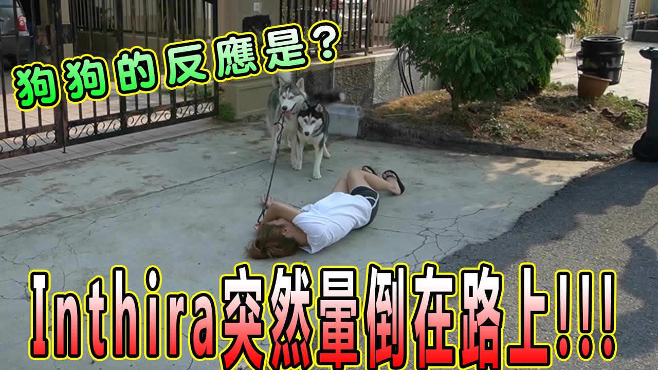 剛出院後的Inthira突然昏倒了，狗狗怎麼辦？owner fainted how’s husky react  （Jeff Inthira & Kungfu panda)