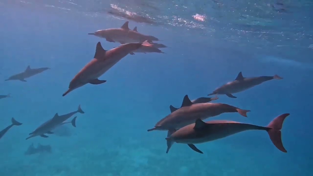 Delfine im Wadi gemal Nationalpark 🐬🐬🐬